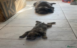 Cane Corso dogs for sale: Beautiful Cane corso Pups  - Image 20