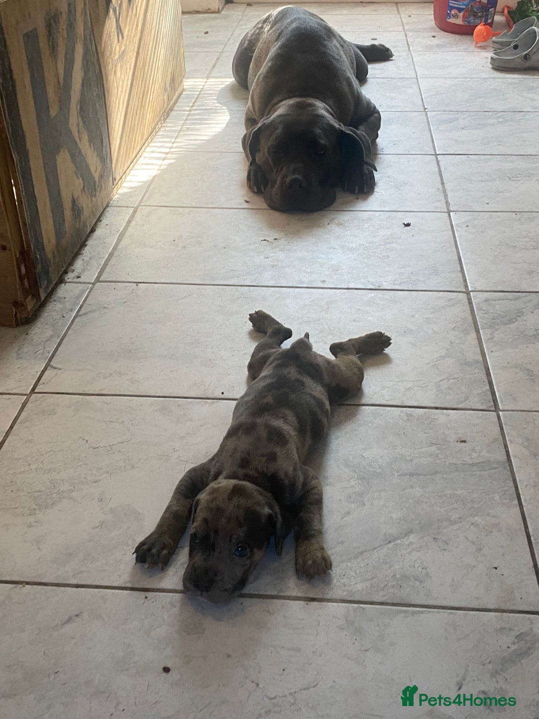 Cane Corso dogs for sale: Beautiful Cane corso Pups  - Image 20