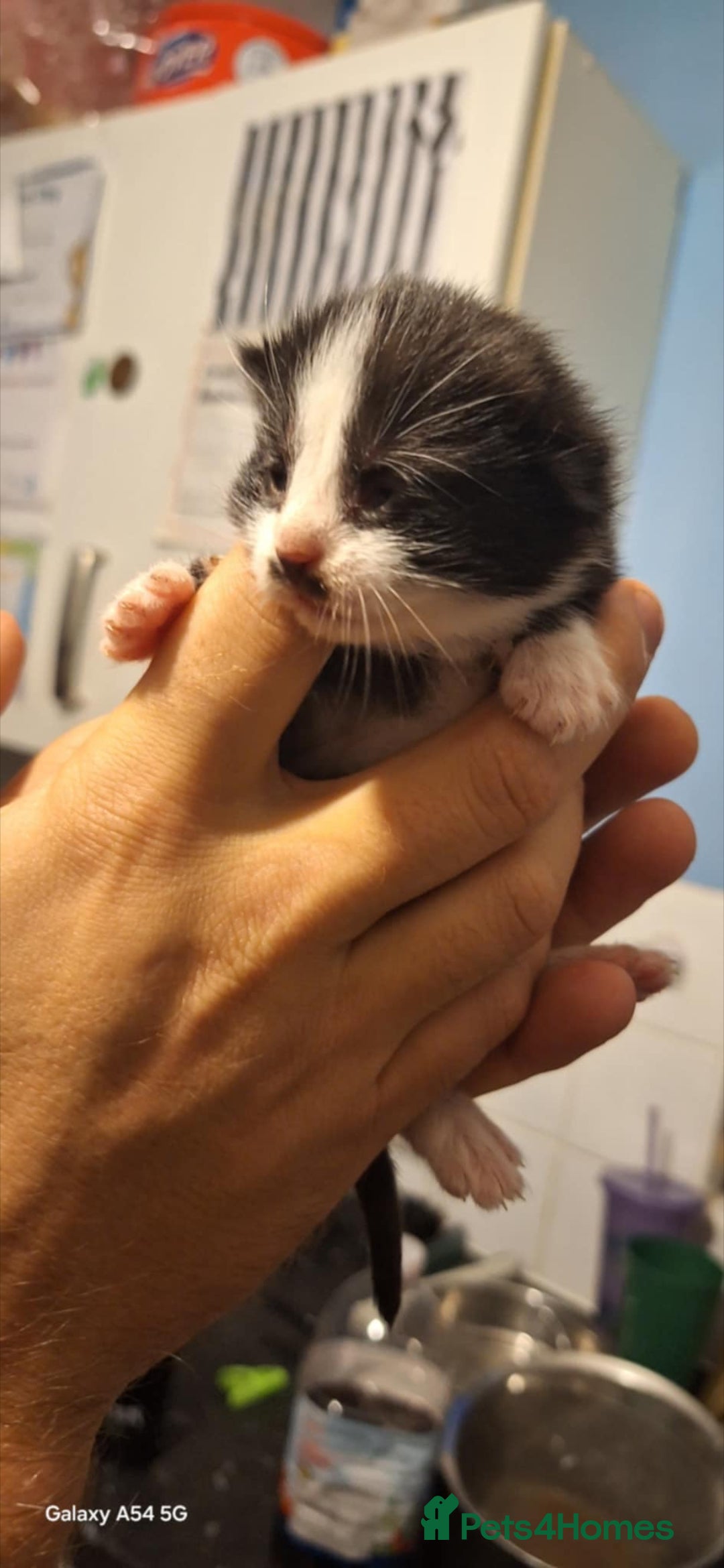 Brazilian Shorthair cats for sale: Kittens  - Advert 7