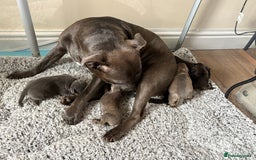 Staffordshire Bull Terrier dogs for sale: Staffordshire bull terrier puppy’s  - Image 2