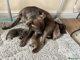 Staffordshire Bull Terrier dogs - Advert 3