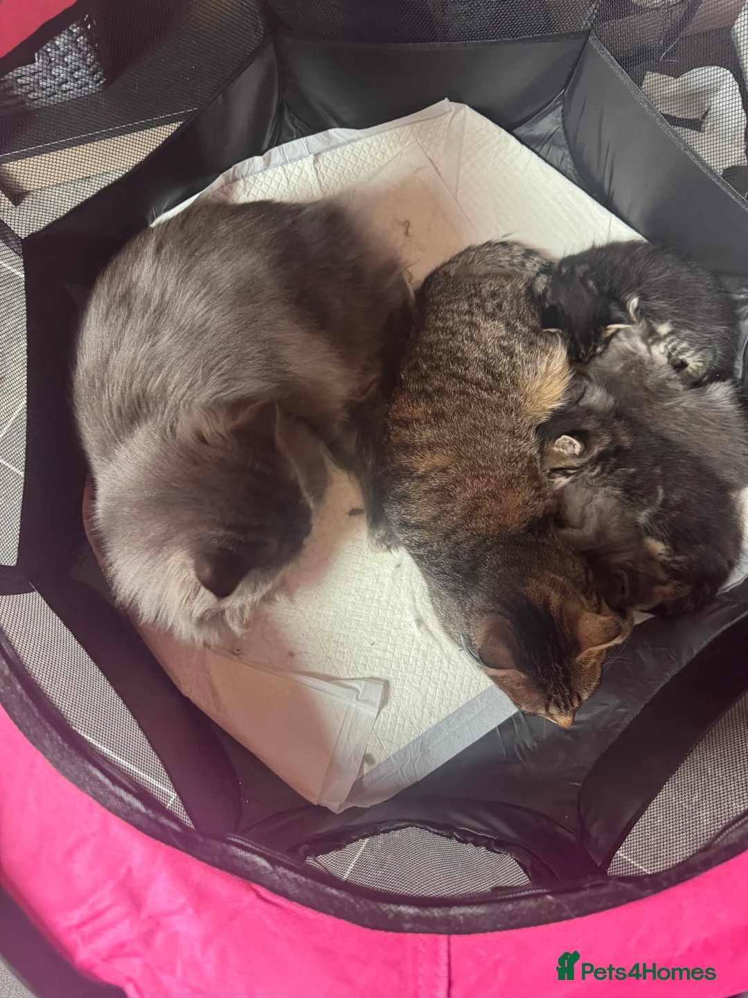 Maine Coon cats for sale: Maine coon X Tabby Kittens - Advert 10
