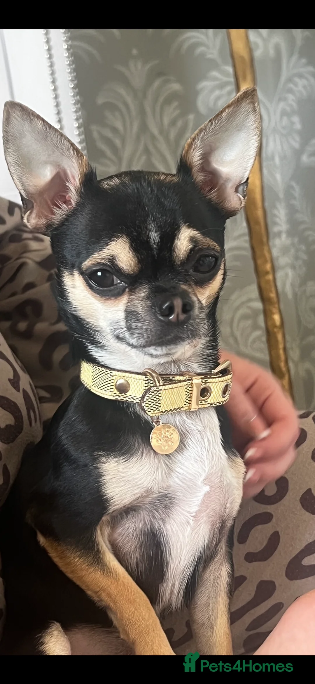 Chihuahua dogs for stud: Chihuahua for stud  - Advert 3