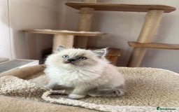 Ragdoll cats for sale: Gorgeous fluffy and friendly kittens  - Image 4