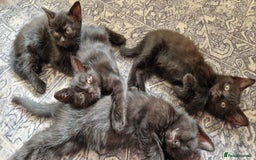 British Shorthair cats for sale: Black british shorthair mix - Image 2