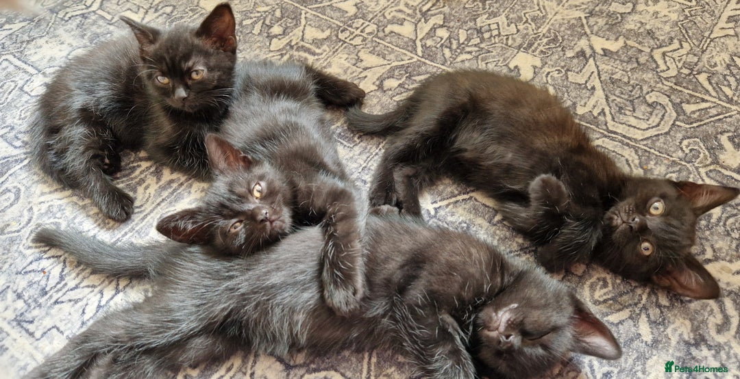 British Shorthair cats for sale: Black british shorthair mix - Image 2