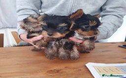 Yorkshire Terrier dogs for stud:  Miniature Experienced Yorkshire Terrier STUD  - Image 10