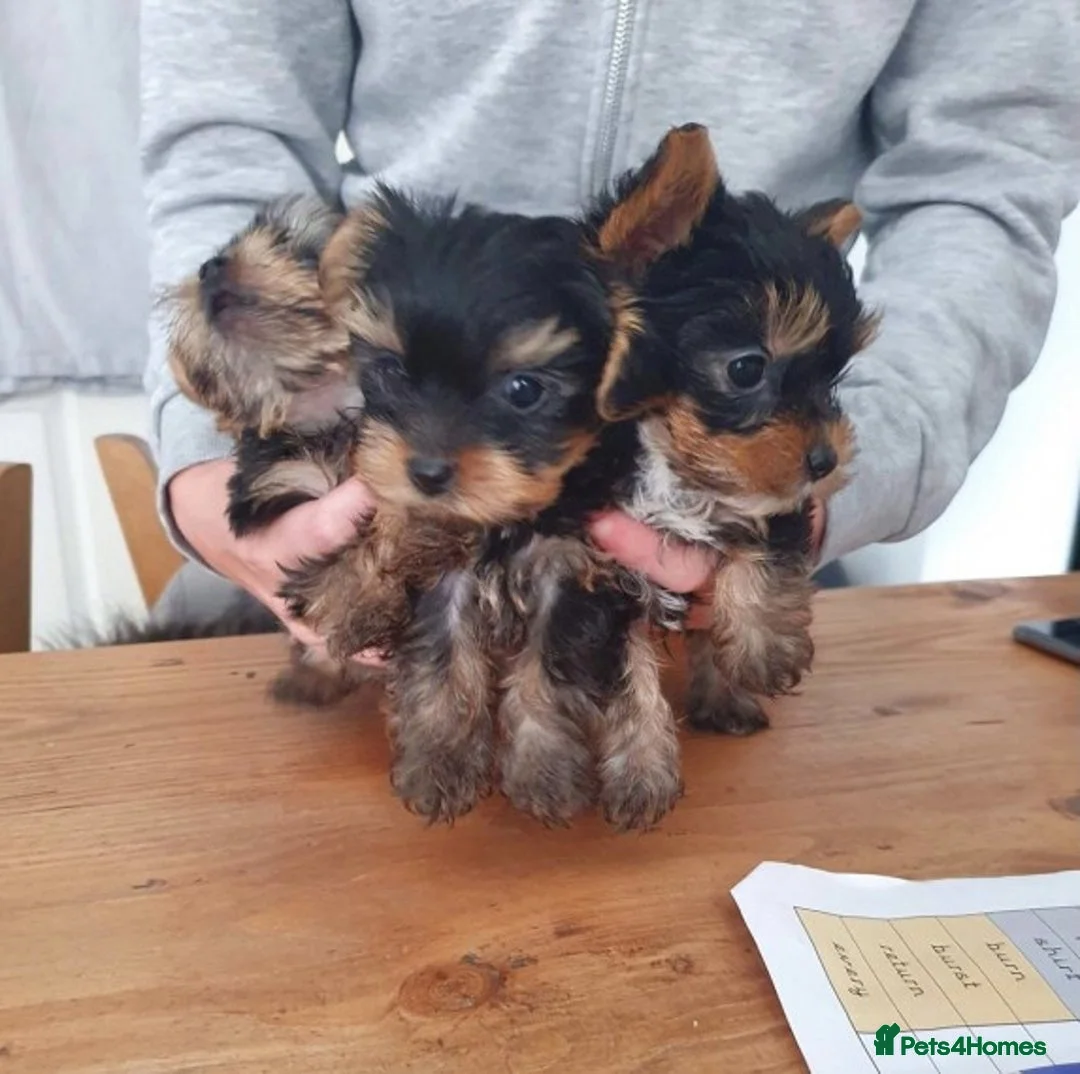 Yorkshire Terrier dogs for stud:  Miniature Experienced Yorkshire Terrier STUD  - Advert 10