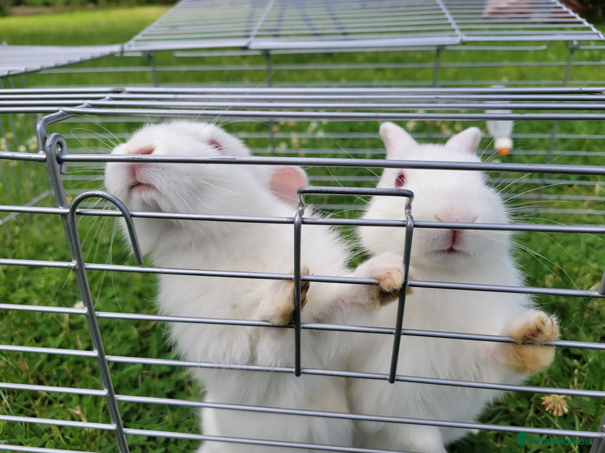 New Zealand rabbits New Zealand White rabbits (6 weeks old) - Advert 8