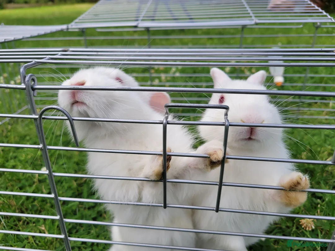 New Zealand rabbits for sale: New Zealand White rabbits (6 weeks old) - Advert 1