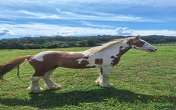 Irish Cob horses for sale: Copper 13.1/2 Gypsy Cob  - Image 3