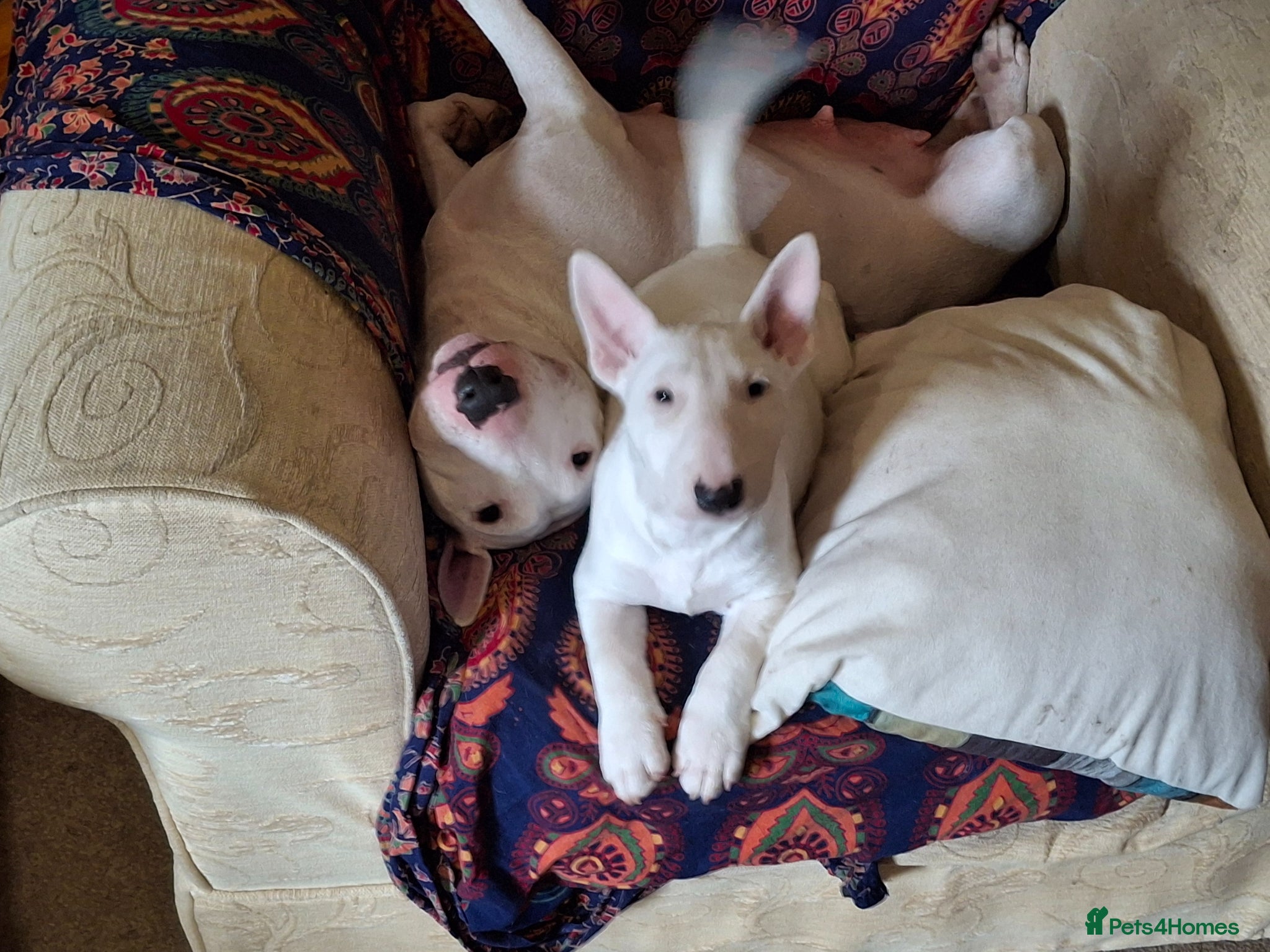 Miniature Bull terrier dogs Mini Bull terriers  - Advert 2