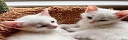 Mixed Breed cats for sale: Gorgeous Kittens - 2 Girls left in Nottingham - Advert 3