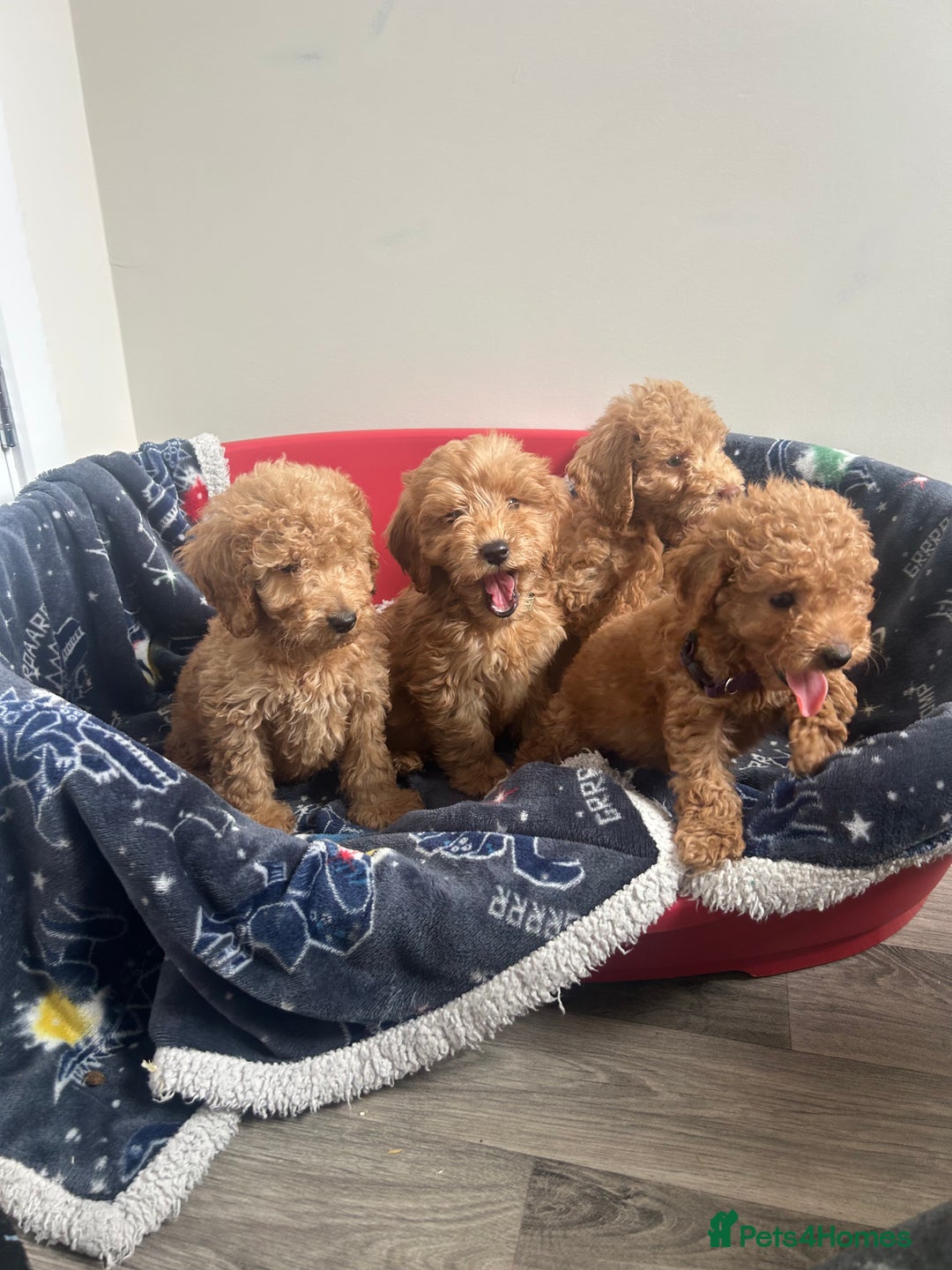 Cockapoo dogs for sale: 9 weeks old Cockapoo puppies  - Image 22