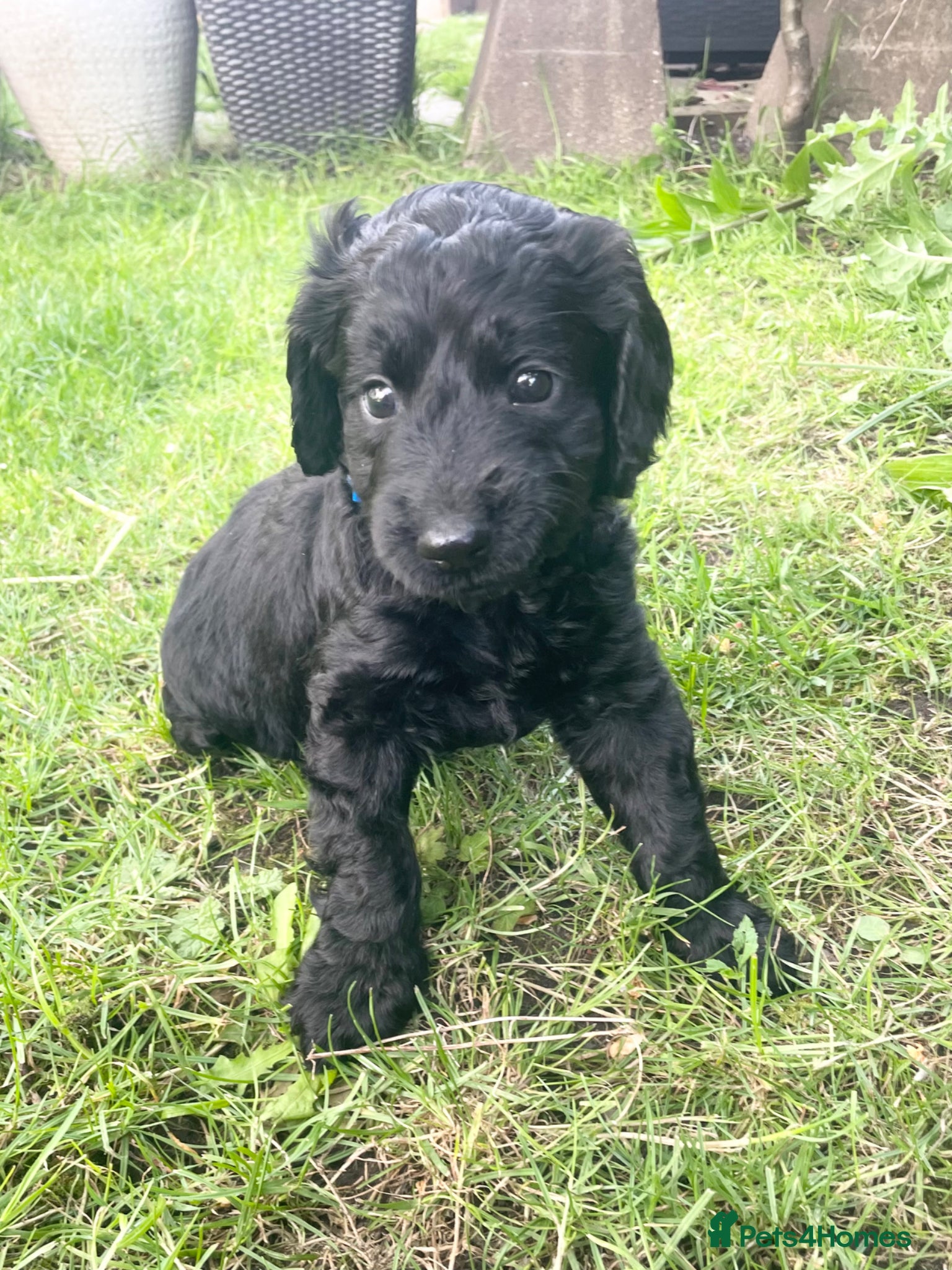 Cockapoo dogs Cockapoo Puppies - Advert 15