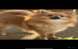 Pomchi dogs for sale: 💙🩵stunning only boy pomchi🩵💙 - Image 3
