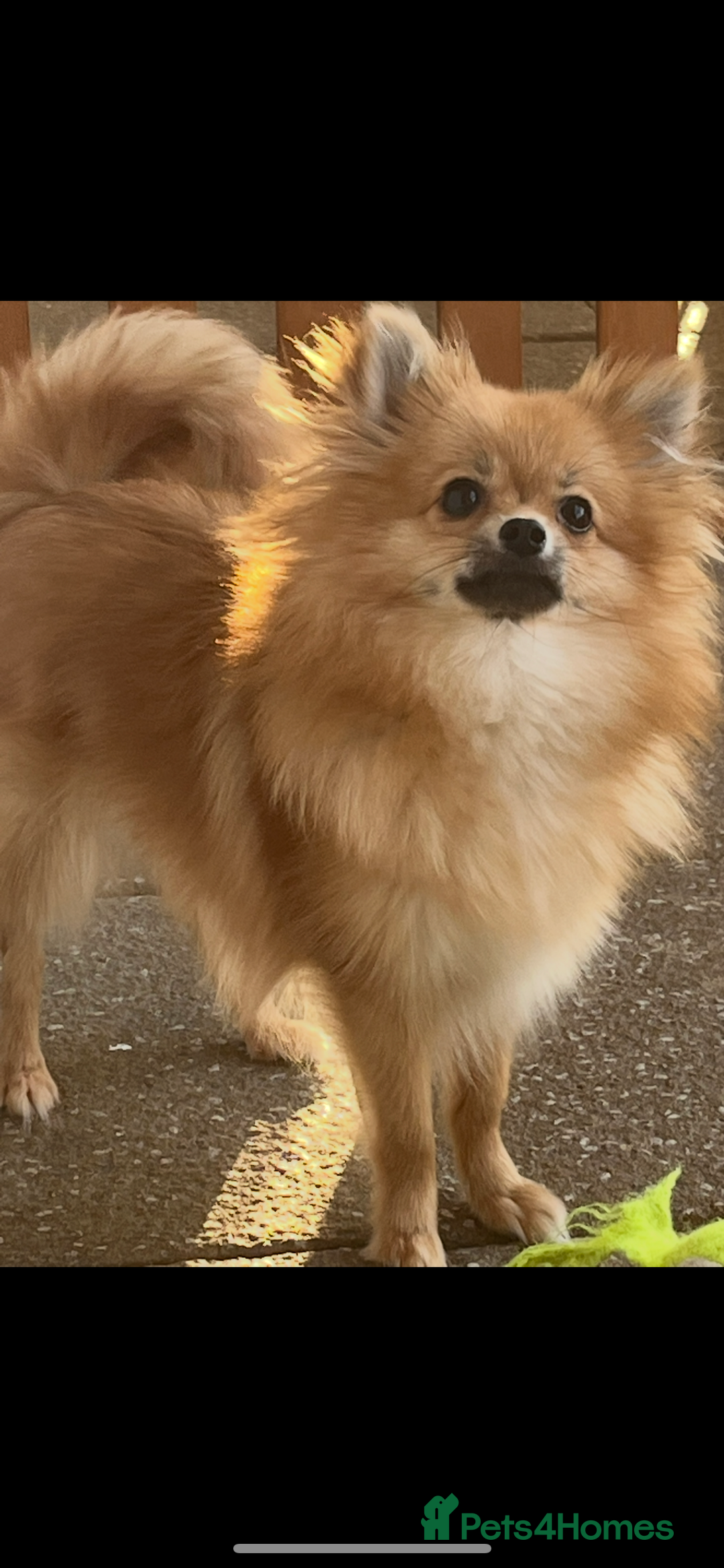 Pomchi dogs for sale: 💙🩵stunning only boy pomchi🩵💙 - Image 3
