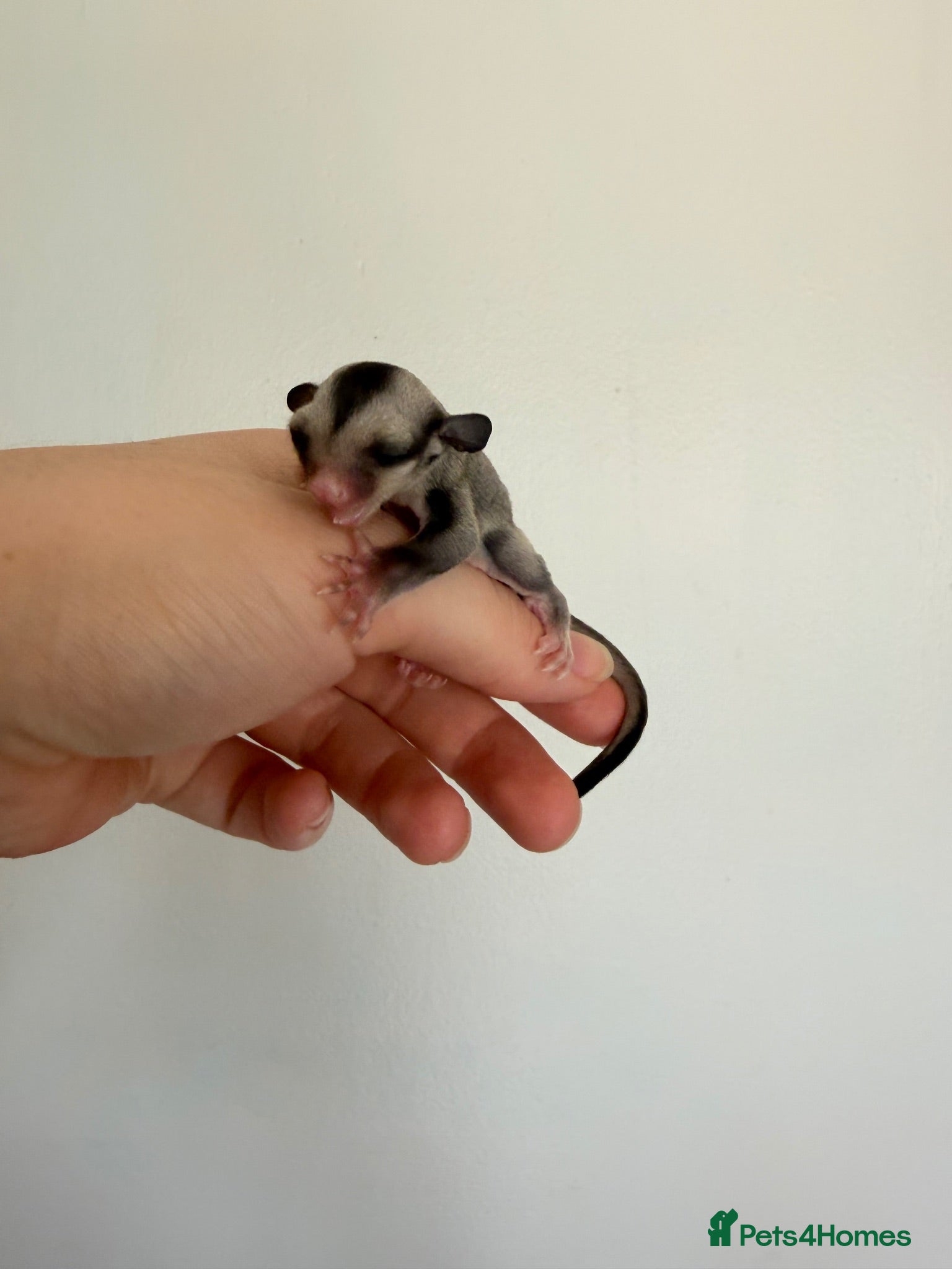 Sugar Glider rodents Joeys now OOP! 2 available  - Advert 18