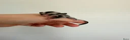 Sugar Glider rodents for sale: Joeys now OOP! 2 available  - Advert 8