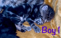 Bengal cats for sale: Gorgeous 5 Bengal-cross kittens - Image 8