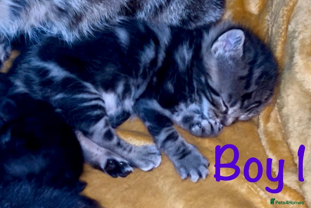 Bengal cats for sale: Gorgeous 5 Bengal-cross kittens - Image 8