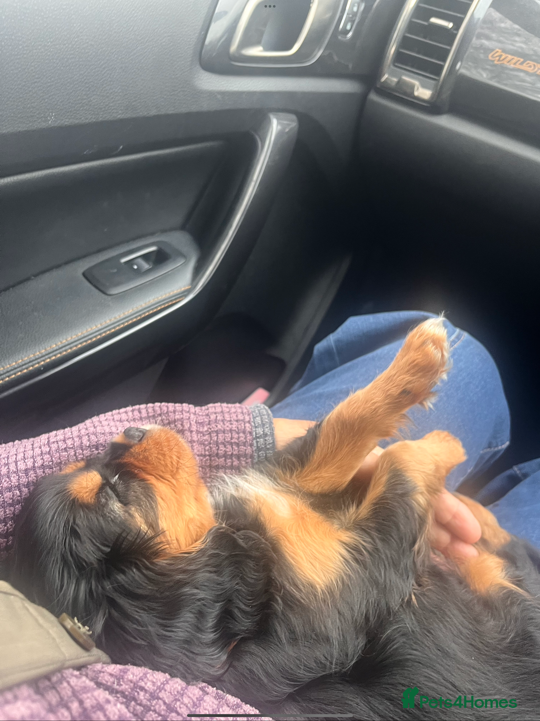 Cavalier King Charles Spaniel dogs for sale: Confident female cavalier - Advert 12