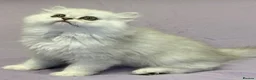 Persian cats for sale: GCCF Registered Persian Kittens Available - Advert 12