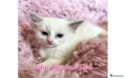 Ragdoll cats for sale: Purebred Ragdoll Kittens 😻😻 - Image 12