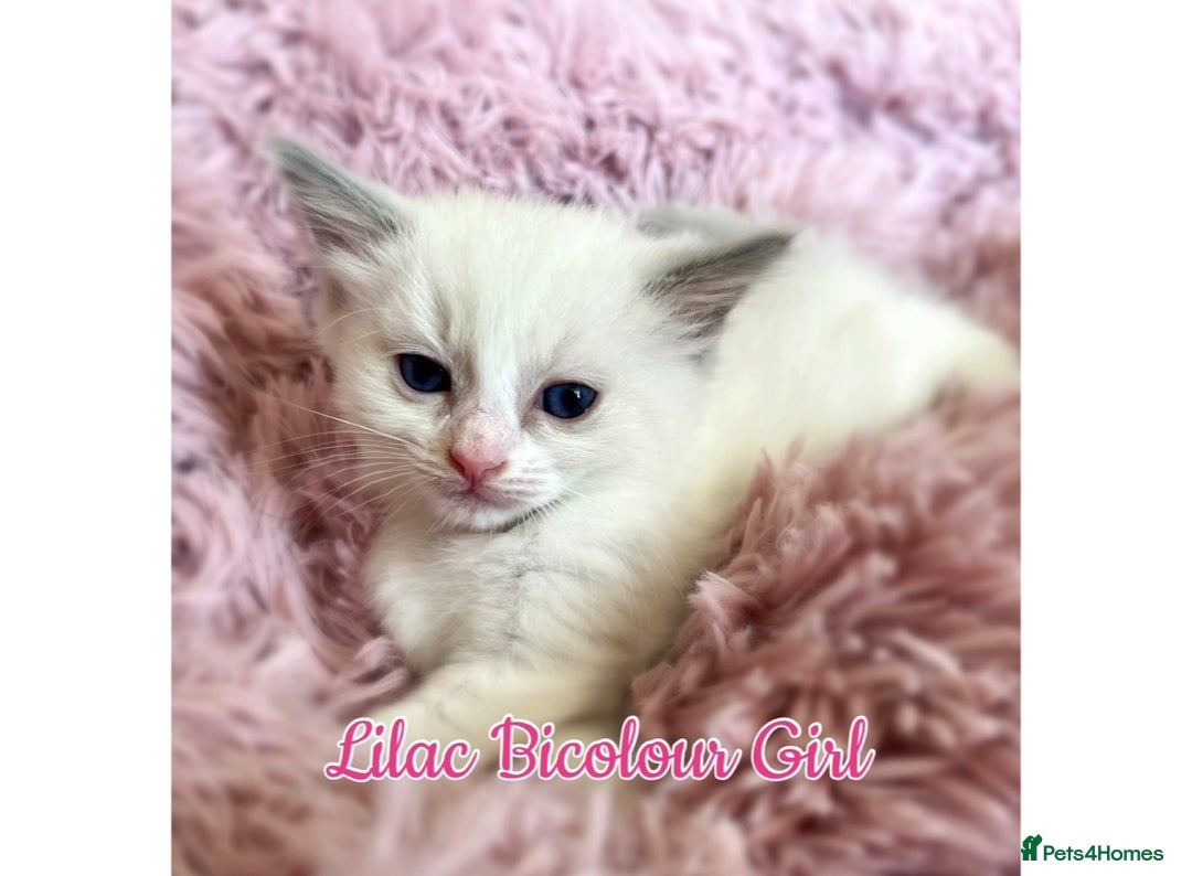 Ragdoll cats for sale: Purebred Ragdoll Kittens 😻😻 - Image 12