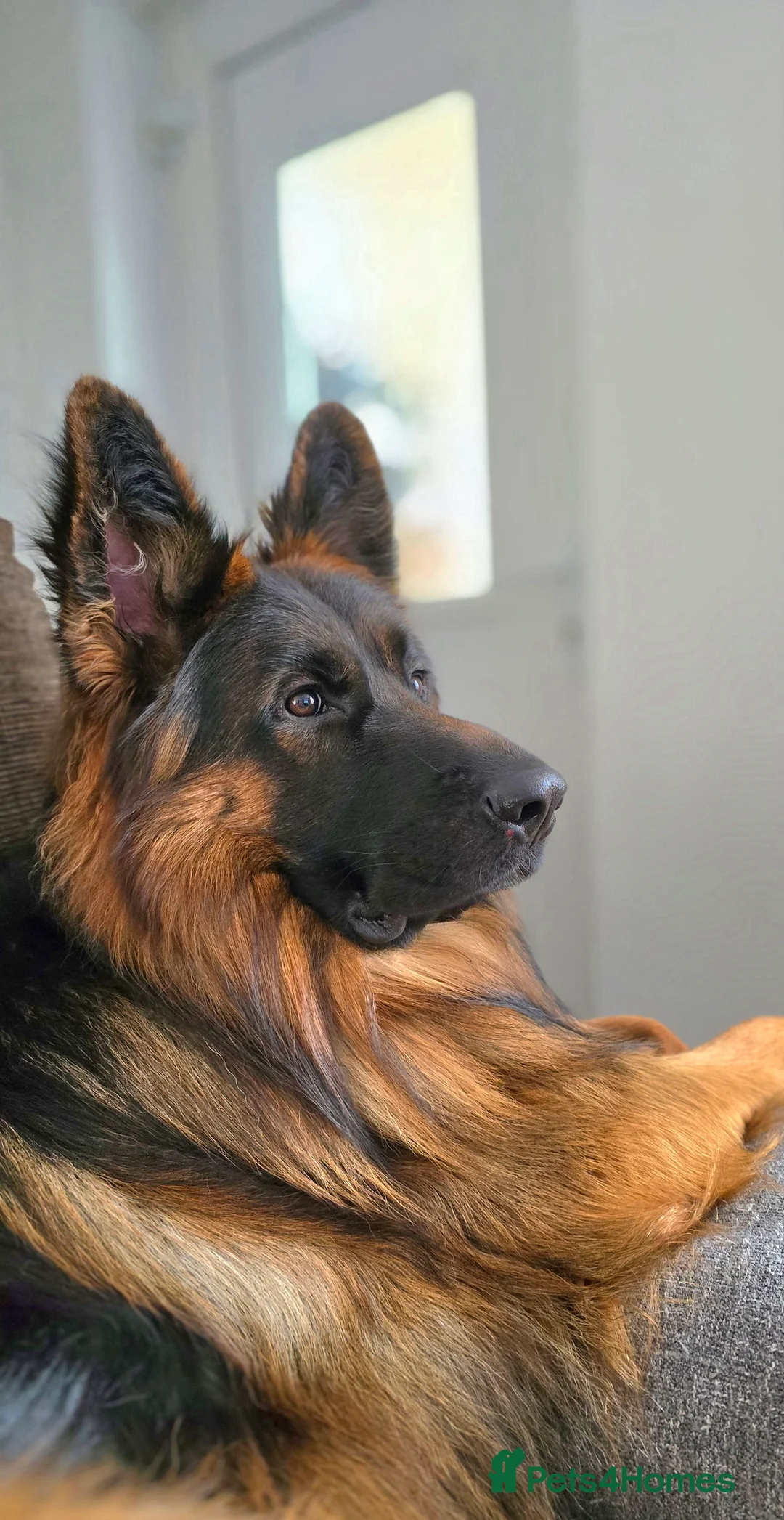 German Shepherd dogs for stud: STUD Mustang german shepherd KC  in Stoke-on-Trent - Advert 15