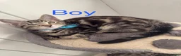 Mixed Breed cats for sale: British Mix Kittens 2 Boys 4 Girls - Advert 3