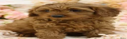 Cavapoo dogs for sale: *HEALTH TESTED* Cavapoo Puppies - Advert 18
