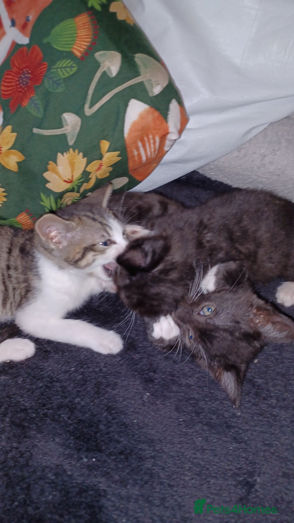 Mixed Breed cats 2boys & 2girls - Advert 1