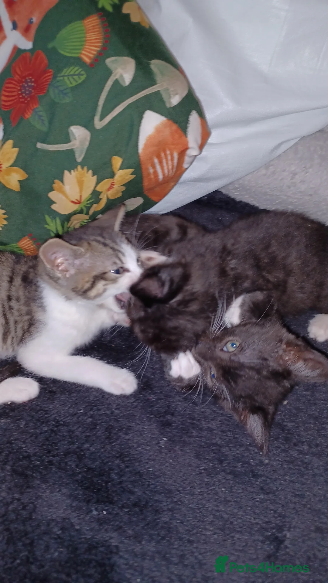 Mixed Breed cats for sale: 2boys & 2girls - Advert 1