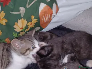 Mixed Breed cats 2boys & 2girls - Advert 1