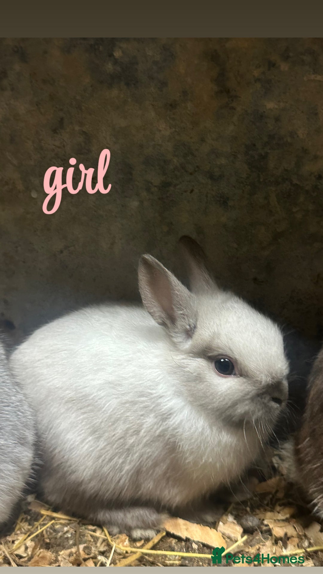 Netherland Dwarf rabbits for sale: Lots of netherland dwarfs for sale - Advert 3