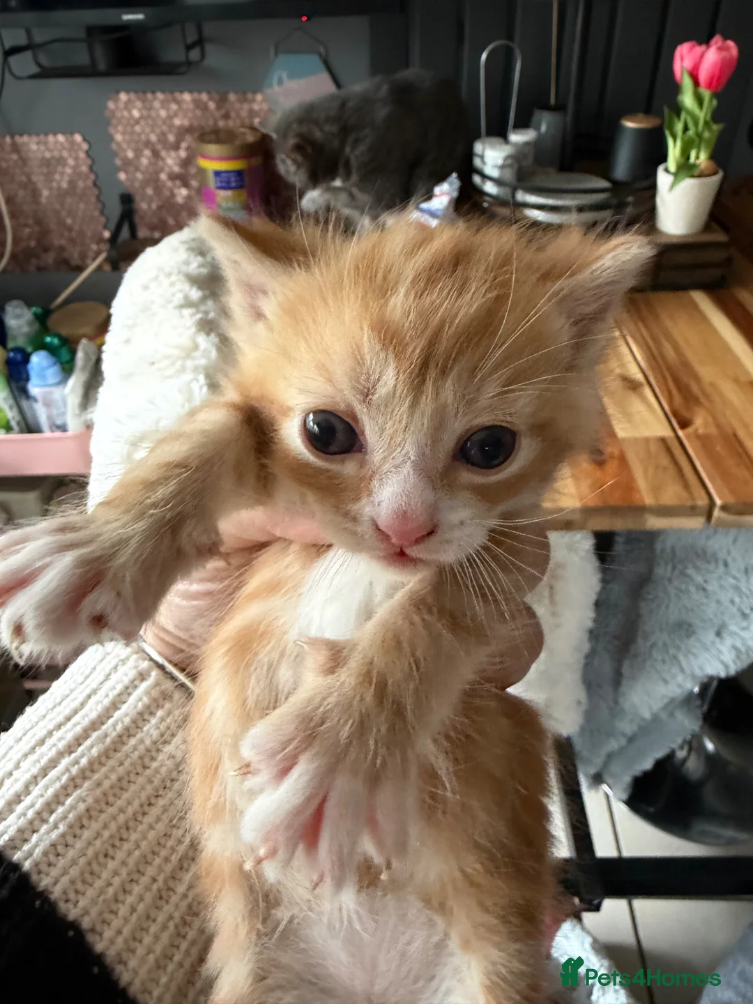 Mixed Breed cats for sale: 5 mixed breed kitten  - Advert 1