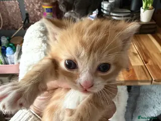 Mixed Breed cats 5 mixed breed kitten - Advert 13