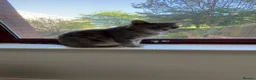 Mixed Breed cats for sale: Aura Russian tabby 4 years old - Advert 3