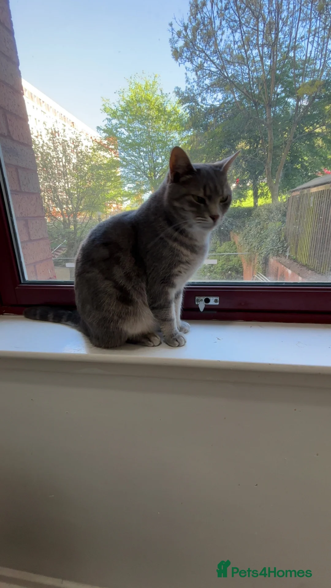 Mixed Breed cats for sale: Aura Russian tabby 4 years old - Advert 3