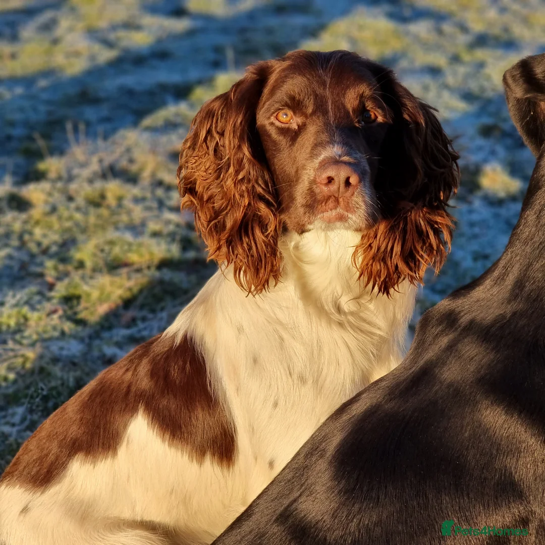 English Springer Spaniel dogs for stud: Springer Dog at Stud  in Alford - Advert 3