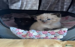 Ragdoll cats for sale: Ragdoll kittens £600-£1,000 - Image 26