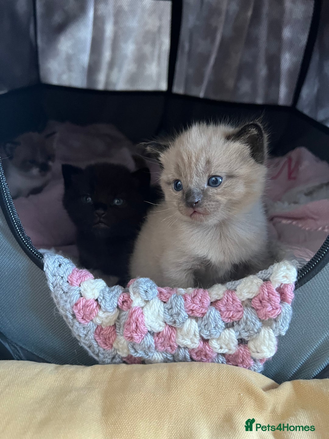 Ragdoll cats for sale: Ragdoll kittens £600-£1,000 - Image 26