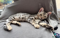 Bengal cats for sale: Silver Bengal looking for loving home  - Image 6