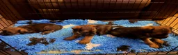Border Terrier dogs for sale: Stunning slem free KC reg border terrier girls  - Advert 9