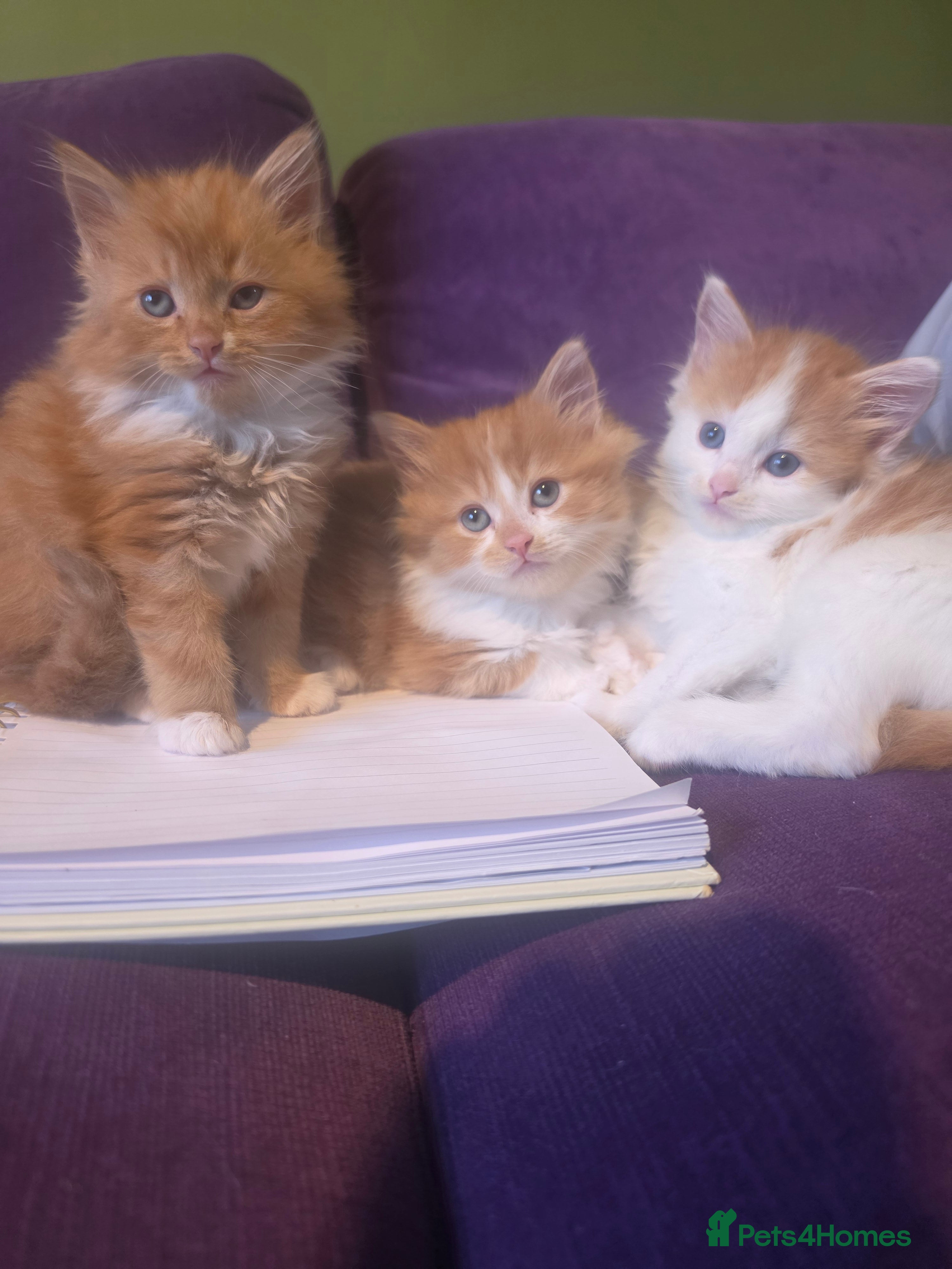 Mixed Breed cats Gorgeous Main Cooon-Persian Mix Kittens  - Advert 2