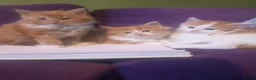 Mixed Breed cats for sale: Gorgeous Main Cooon-Persian Mix Kittens  - Advert 2