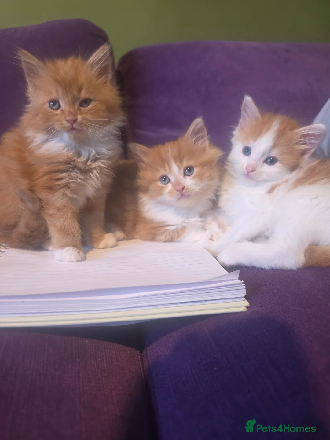Mixed Breed cats for sale: Gorgeous Main Cooon-Persian Mix Kittens  - Advert 2
