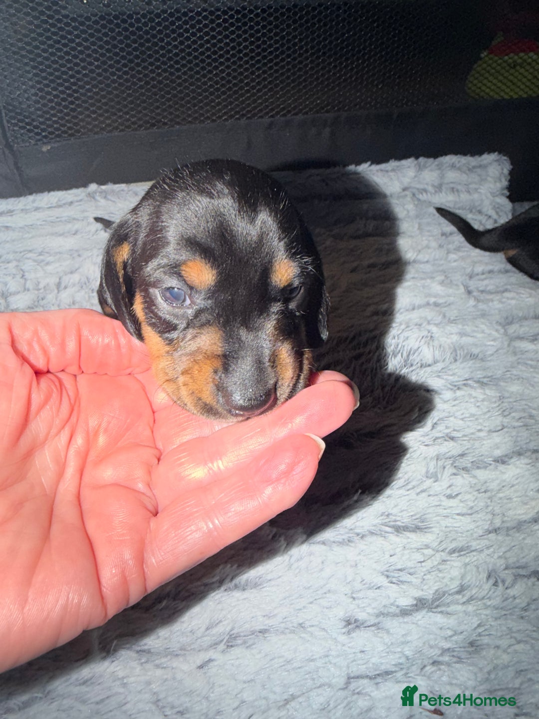 Dachshund dogs for sale: 6 Absolutely stunning dachshund  puppies for sale - Advert 24
