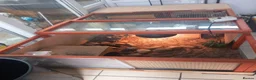 Tortoise reptiles for sale: Hermann tortoise 7 years old  in Alton - Advert 6